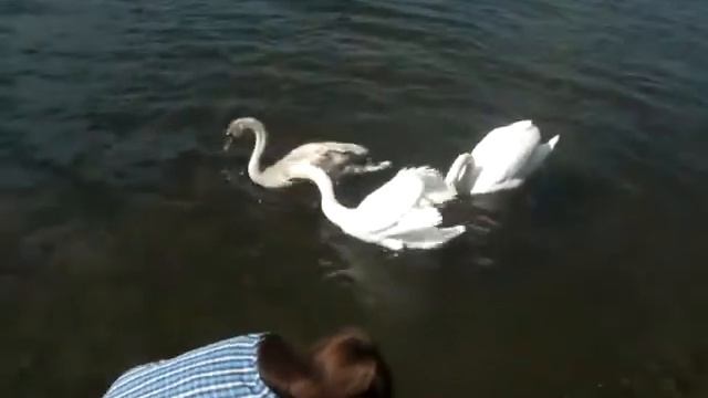 Лебеди в городе Драммен смотреть онлайн