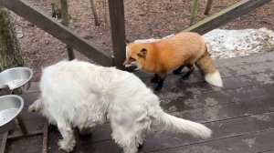 Лиса-Алиса. Лиса просит еду у собак