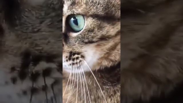 Кот Степан | Проникновение в шкаф | Cat Stepan смотреть онлайн