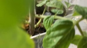 Капельный полив для рассады на дачке в доме.