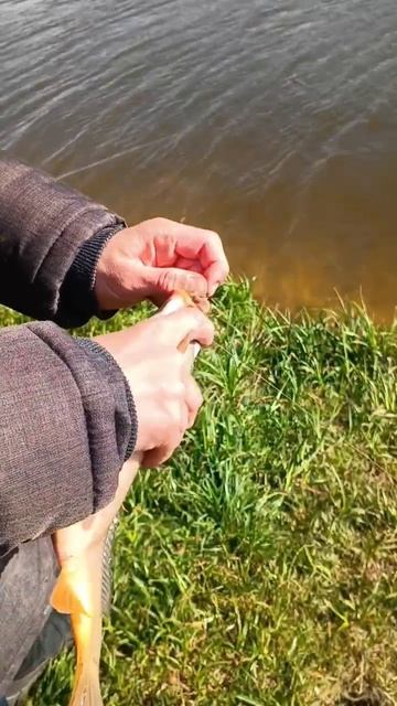 ПОЙМАЛ И ОТПУСТИЛ , РЫБАЛКА НА КАРПА 🎣