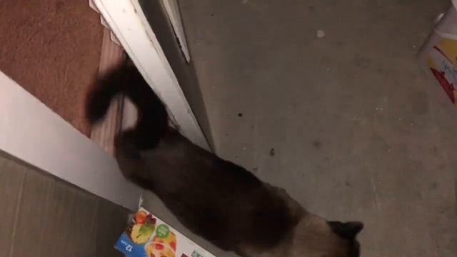 ДВЕРЬ ^..^= СИАМСКИЕ КОШКИ смотреть онлайн