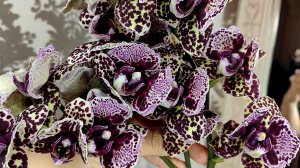 Меняю посадку для орхидей .Где нужно покупать орхидеи. Большой слон желтит листья 😔