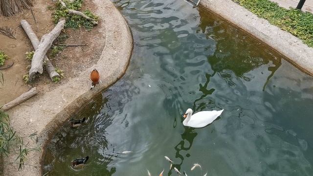 Птицы в Dubai Safari Park, г.Дубай