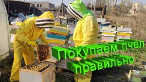 Покупка пчёл: на что обратить внимание? Проверенный алгоритм от Кашковского