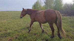 4К  Лошади на привале| Табунное коневодство