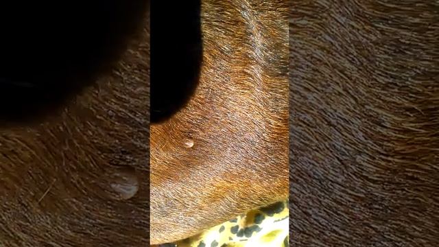 Собачники клещи пошли можете не верить но факт