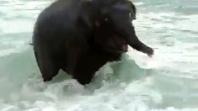 Слонёнок на пляже-2 / The elephant baby on a beach-2 смотреть онлайн