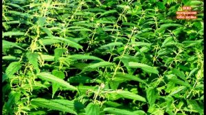 100 вопросов обо всём | 100 questions about everything 1-ый выпуск HD720