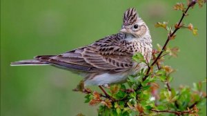 Пение Жаворонка. Звуки Жаворонка. Какие Звуки Издают Жаворонки. Голос Жаворонка
