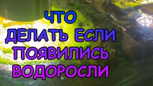 Что делать, если появились водоросли?