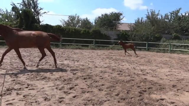 Сальвадор,первая работа не корде))) смотреть онлайн