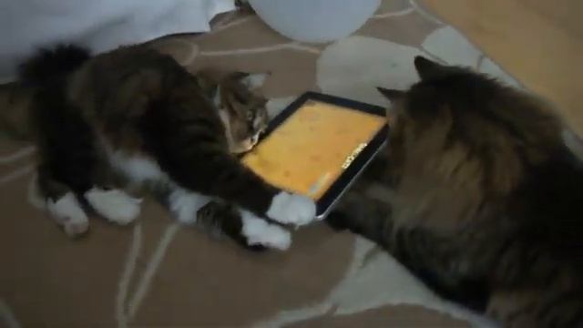 iPad для кошек смотреть онлайн