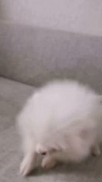 померанский шпиц девочка купить продажа питомник москва