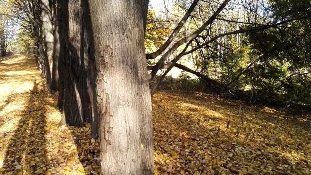 Падают листья и звучат 2018-10-14 13:13 смотреть онлайн