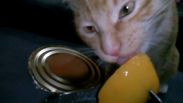 кот ест персики смотреть онлайн