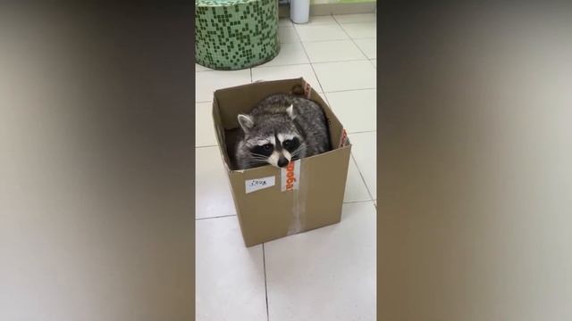 Я ржал до слез 😂 10 Минут Русских приколов 2022 Смешные видео - Лучшие ПРИКОЛЫ смотреть онлайн