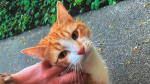 Появилась рыжая ласковая кошечка на улице