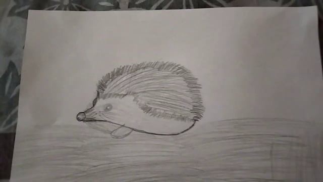 Бабочка и ёжик. Рисунки карандашом ✍️✏️ смотреть онлайн