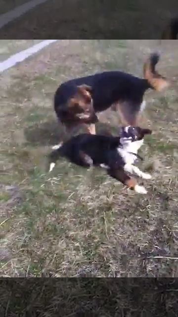 Марта /4,5 месяца/ 26.03.2017