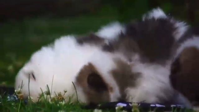 малышам шпица почти 2 месяца)))