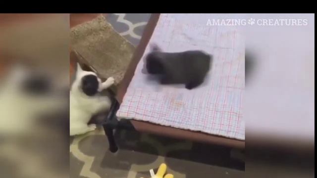 Французский Бульдог - Смешные Бульдоги Видео - Приколы с Бульдогами. смотреть онлайн