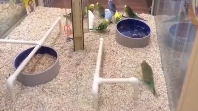 ПРИКОЛЬНО НЕ ПО ДЕТСКИ (18+) #36 смотреть онлайн