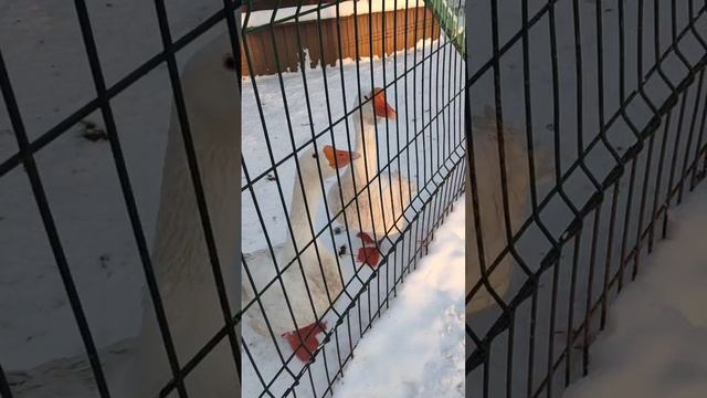 Гуси ругаются смотреть онлайн