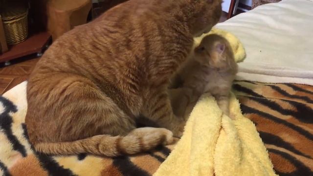 Кот стал мамой для котёнка смотреть онлайн