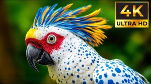 САМОЕ ЛУЧШЕЕ И КРАСОЧНОЕ ВИДЕО В 4К