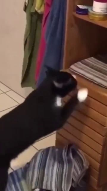 #котята #игры #приколы #смех #семья #спорт #стандофф2 #майнкрафт #кобяков #а4 #подпишись #аниме смотреть онлайн