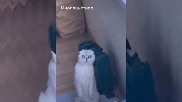 Лучшие приколы #13 ПРИКОЛЫ 2021 | ЛУЧШИЕ ПРИКОЛЫ ржака до слез угар – РУССКИЕ ПРИКОЛЫ смотреть онлайн