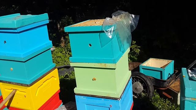 Отбор медовых рамок, семья №9, часть 1