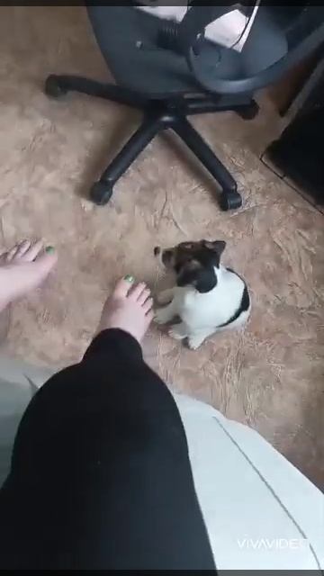 В гостях у собачки Бони 😁😁😁мой мастер педикюра 🤣😂😂 смотреть онлайн