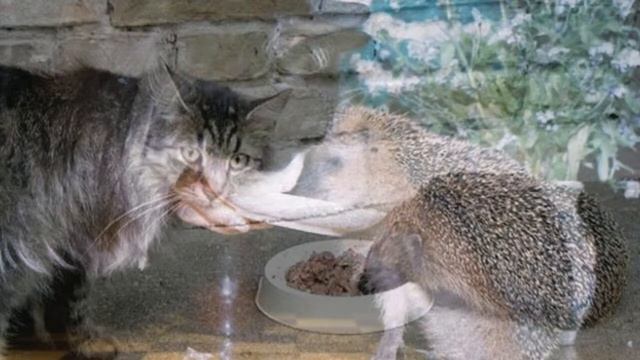 Милейшие кошки и ежики показ слайдов 2015! смотреть онлайн