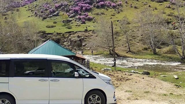 1. Республика Алтай, с. Купчегень цветение Маральника. 02.05.2025. смотреть онлайн