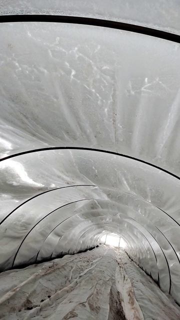 3 слабых места балоганов #саженцыклубники #балаган смотреть онлайн