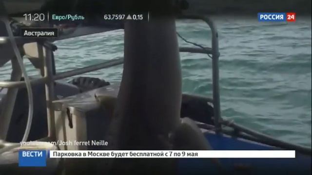 Австралиец чудом уцелел после попытки заарканить акулу смотреть онлайн