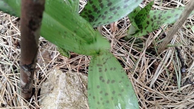 Весенние побеги Пальчатокоренников 2025. смотреть онлайн