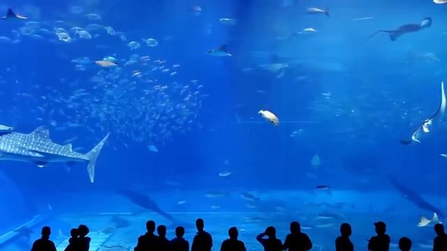 Океанариум Окинавы (Okinawa Churaumi Aquarium)