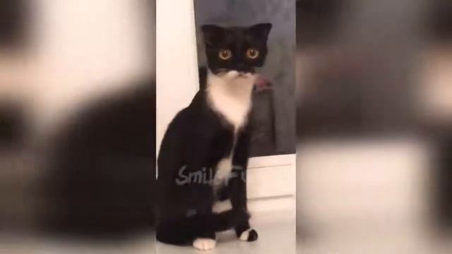 Смешные коты и котики, приколы про котов до слез под музыку – Смешные кошки 2019 смотреть онлайн