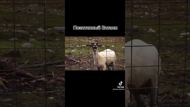 Гигант Мысли | Тик Ток Приколы | Самые Смешные Видео За Все Время | Юмор Для Поднятия Настроения смотреть онлайн