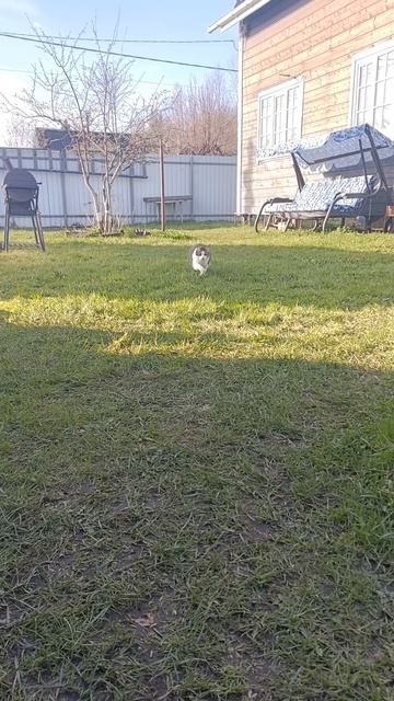 Прибытие Мариуса в пампасы смотреть онлайн