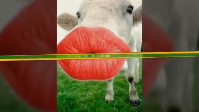 ПОСМОТРИ!! Это смешные фотографии которые я нашла в интернете они тебе поднимут настроение 😸😹😹😹 смотреть онлайн