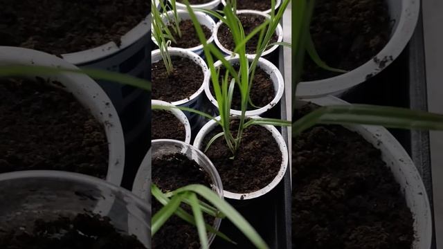 Кошечке Барсе понравился вкус рассады земляного ореха(земляного миндаля). Решила вырастить ей зелены смотреть онлайн