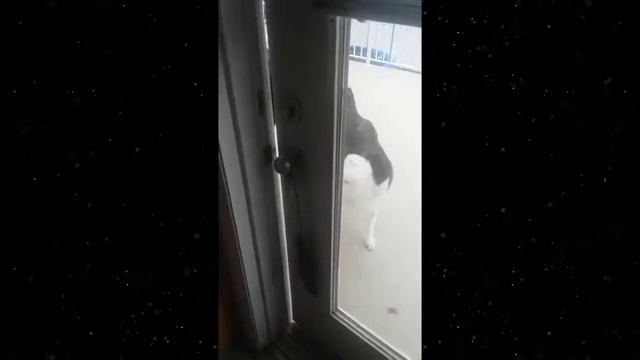 Такого никто не ОЖИДАЛ! Нежданчики или Вот это Поворот, Приколы До СЛЁЗ #1 смотреть онлайн