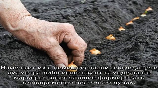 Посадка лука на головку весной смотреть онлайн