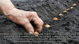 Посадка лука на головку весной
