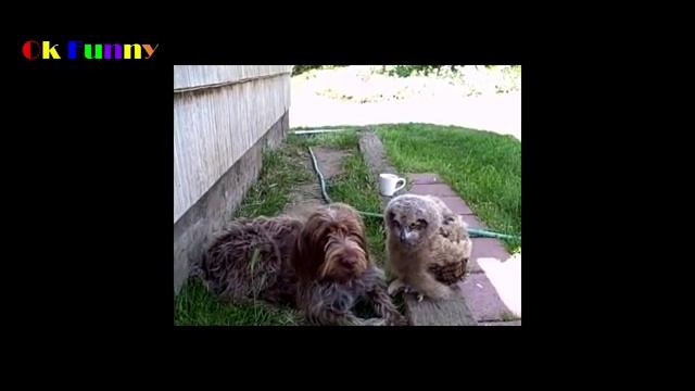 Приколы,смешно др слез смотреть онлайн