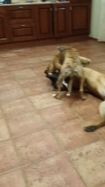 МалиПиппетские игры